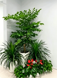 余姚商务花卉出租九条建议，少走弯路